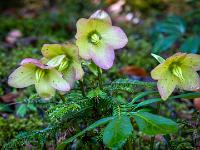 Vier Schneerosen Blüten